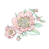 Hand drawn decorative peony bouquet illustration png