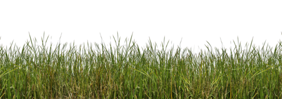 isolated wild grasses png