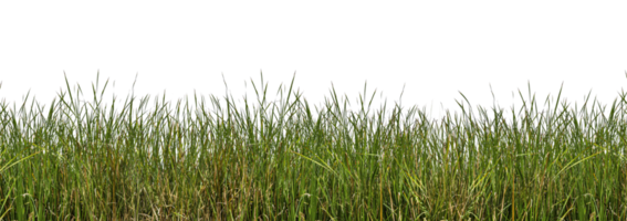 gramíneas selvagens isoladas png