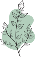 fleur florale dessinée à la main avec une forme libre organique, illustration botanique abstraite png