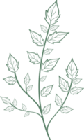 flor floral y hojas dibujadas a mano, ilustración botánica abstracta png