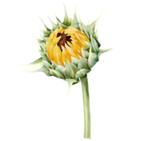 girasole dipinto a mano ad acquerello png