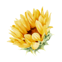 sunflower watercolor hand painted png