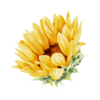 girasole dipinto a mano ad acquerello png