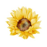 girasole dipinto a mano ad acquerello png