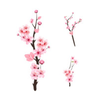 fleur de cerisier avec branche de fleur de sakura aquarelle. branche de fleur de cerisier avec une fleur rose en fleurs. vecteur de fleur de sakura aquarelle réaliste. vecteur de branche de sakura rose sur fond blanc. png