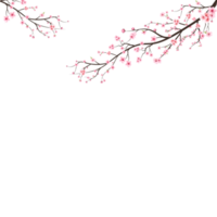 körsbärsblom gren med rosa blommor. rosa sakura blomma bakgrund. akvarell körsbärsblom. körsbärsblomsgren med sakura. sakura på vit bakgrund. akvarell körsbär knopp. png