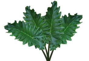 Elephant ear or Giant taro or Ape or Ear elephant or Giant alocasia or Pai or Alocasia macrorrhizos tree. Close up exotic green leaves bush isolated on white background. photo