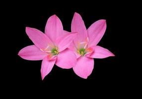 zephyranthes spp o lirio de hadas o lirio de lluvia o flor de zephyr. primer plano pequeño ramo de flores de cabeza rosa aislado sobre fondo negro. foto