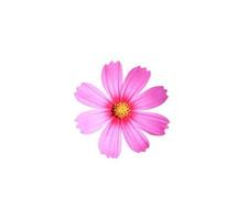 Close up small pink head cosmos flower isolated on white background. Top view head flower. photo
