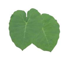 Elephant ear or Colocasia esculenta leaf. Close up green leaf bush of colocasia isolated on white background. photo