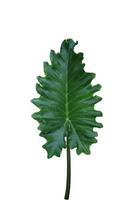 Elephant ear or Giant taro or Ape or Ear elephant or Giant alocasia or Pai leaf. Close up exotic green leaf of alocasia tree isolated on white background. photo