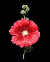 Hollyhock or Althaea rosea or Alcea rosea flower. Close up red flower bouquet on stalk isolated on black background. photo