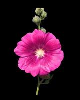 flor de malvarrosa o althaea rosea o alcea rosea. cierre el ramo de flores rosas en el tallo aislado sobre fondo negro. foto