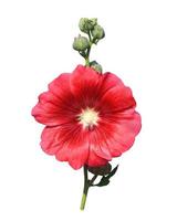 Hollyhock or Althaea rosea or Alcea rosea flower. Close up red flower bouquet on stalk isolated on white background. photo