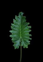 Elephant ear or Giant taro or Ape or Ear elephant or Giant alocasia or Pai leaf. Close up exotic green leaf of alocasia tree isolated on black background. photo