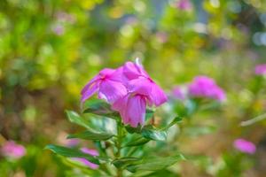 Close up Rosa glauca flowers in beautiful nature background photo