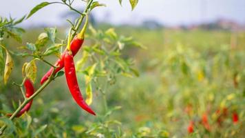 Red chili peppers on the farm photo