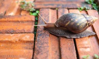 primer plano del caracol helix pomatia o burdeos. los moluscos se mueven o se arrastran por el suelo de ladrillo en el jardín alrededor de la casa.concepto animal de invertebrados foto