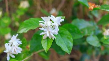 las flores de jazmín blancas naturales de primer plano florecen en el fondo verde de las hojas florales en un jardín en tailandia. foto