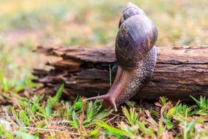 primer plano del caracol helix pomatia o burdeos. los moluscos se mueven o se arrastran en el registro en la naturaleza. concepto animal de los invertebrados foto