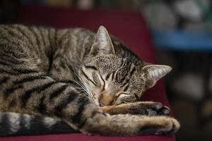 A cat laying on a lounge, curled up and asleep, Fun brown striped short-haired cat sleeps with comfort on the bed. A sleepy tabby cat rests in a home photo