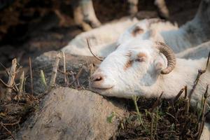 primer plano de una cabra montés nepalesa durmiendo. foto