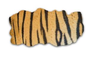 piel de tigre sobre fondo blanco foto