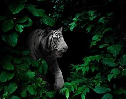 white tiger in tropical rainforest at night