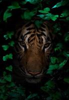 tiger in tropical rainforest at night