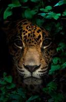 jaguar in tropical rainforest at night photo