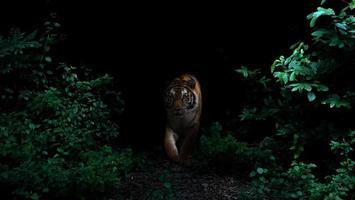 tigre en la selva tropical por la noche foto