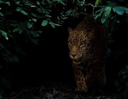 jaguar in tropical rainforest at night photo