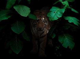 tiger in tropical rainforest at night photo