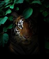 tigre en la selva tropical por la noche foto