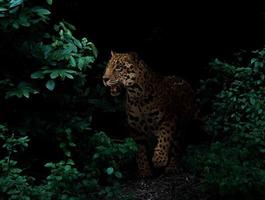 jaguar in tropical rainforest at night photo
