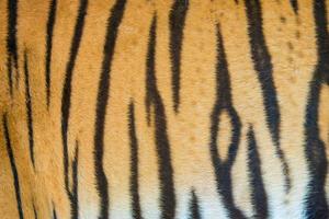 bengal tiger fur photo