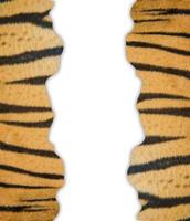 tiger fur on white background photo