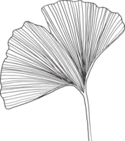 Sammlung Wald Farn Eukalyptus Kunst Laub natürliche Blätter Kräuter Inline-Stil. dekorative schönheit, elegante illustration png