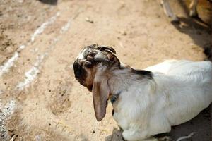 la fiesta de qurban, cabras para la matanza de sacrificios como culto musulmán foto