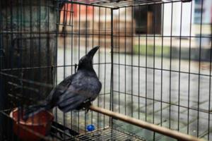 en una jaula a la venta en el mercado de animales foto