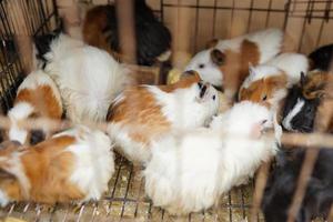 mammals, a collection of cute colored guinea pigs in a cage photo