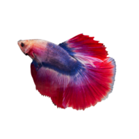 Siamese fighting fish with beautiful colors on transparent background