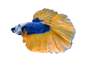 pesce combattente siamese con bei colori su sfondo trasparente png