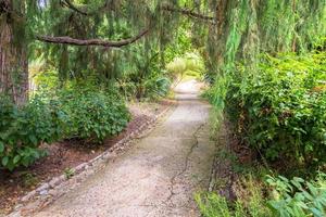 Peaceful pathway in botanical garden photo