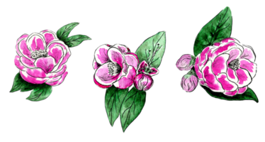 Watercolor set of pink blooming flowers with green leaves png