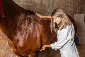 Veterinarian examining horse. photo