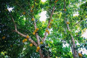 Low Angle View Of Jackfruit Hanging On Tree photo