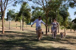 Couple pregnancy photos with dogs