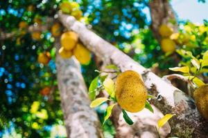 Low Angle View Of Jackfruit Hanging On Tree photo